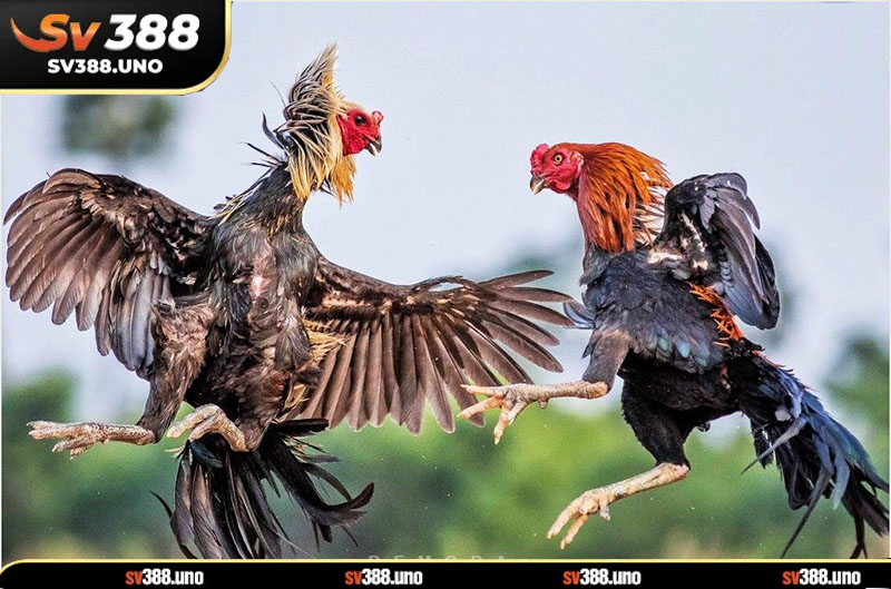 Cơ hội để trở thành đại lý SV388 Cơ hội để trở thành đại lý SV388