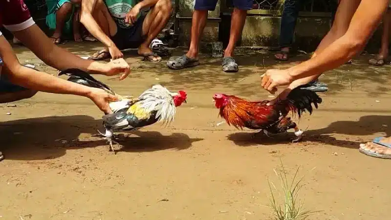 đá gà thomo